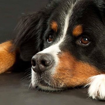 liegender Berner Sennenhund